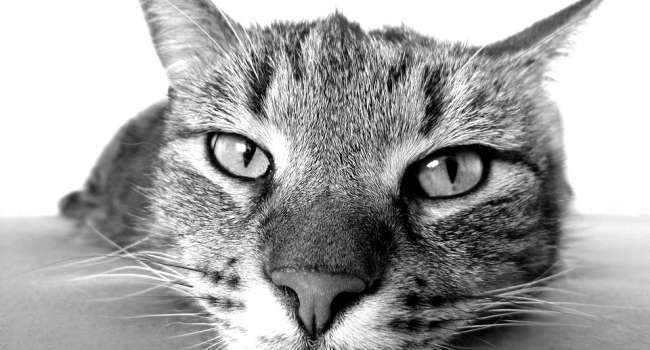 Американские ученые обнаружили опасный для животных вирус – владельцам кошек стоит это знать