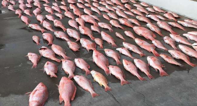 В Полтавской области задержали ловцов рыбы: ущерб от незаконных действий рыбаков составил почти 3 млн грн