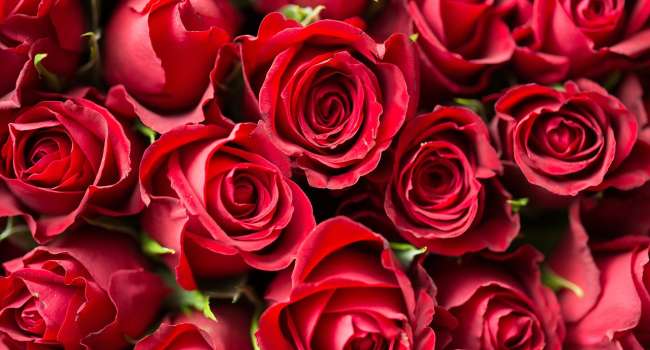 Причины выбрать красные розы в качестве подарка